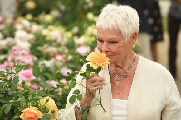 judy dench rose
