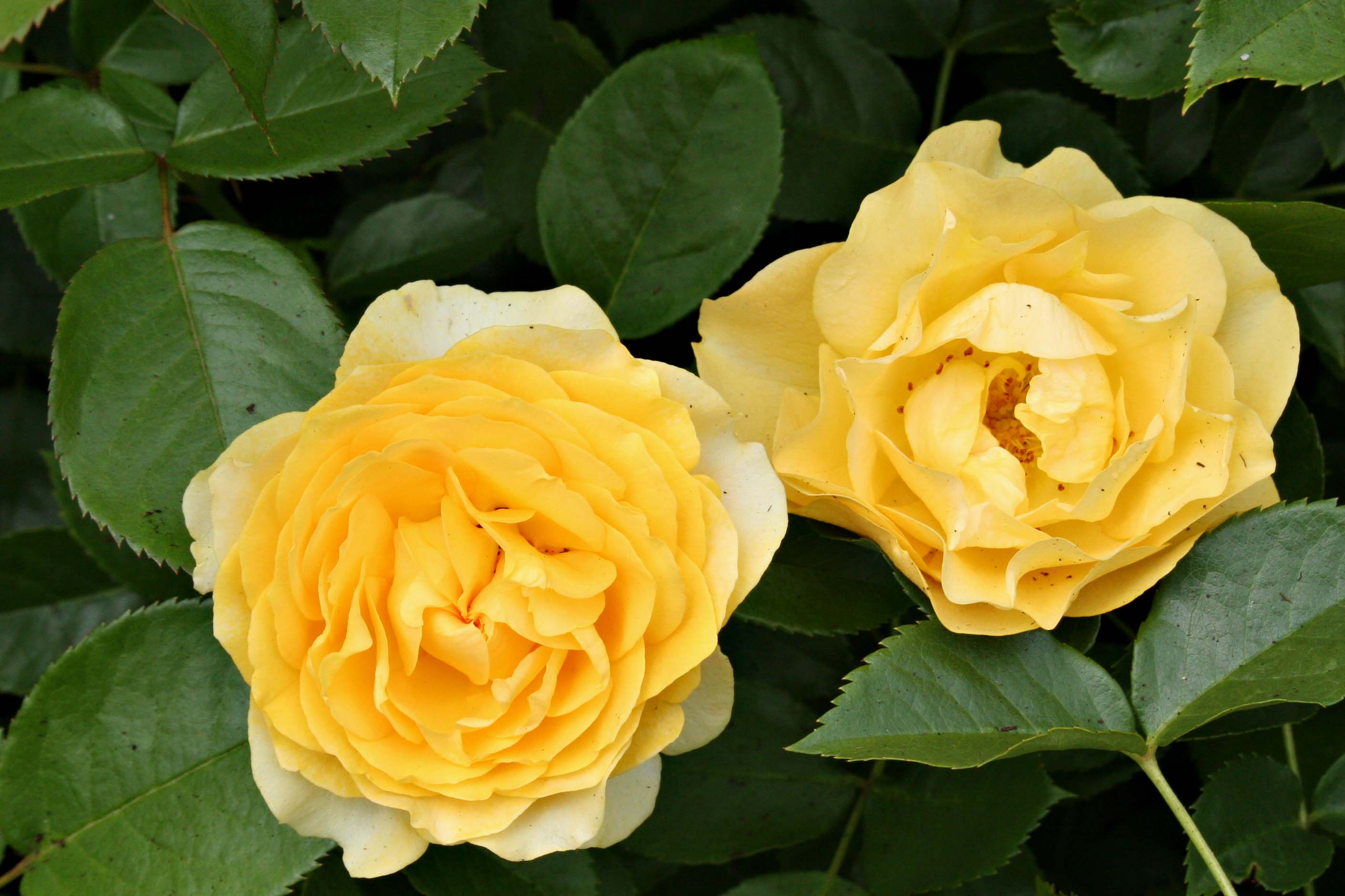 Julia-child-rose