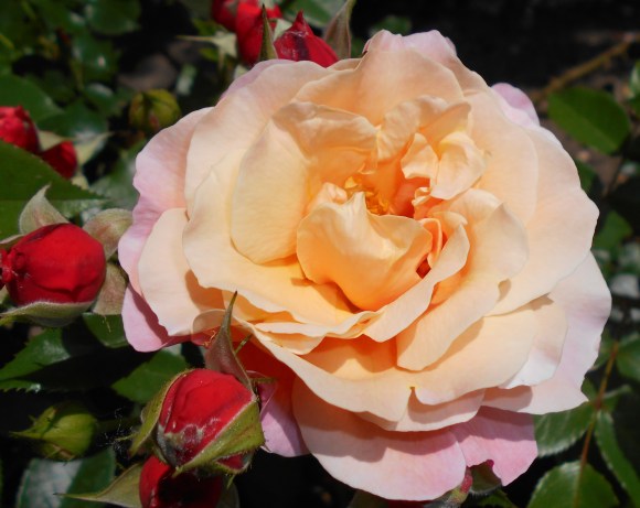 Rosa_Marie_Curie_2015-07-01_3914