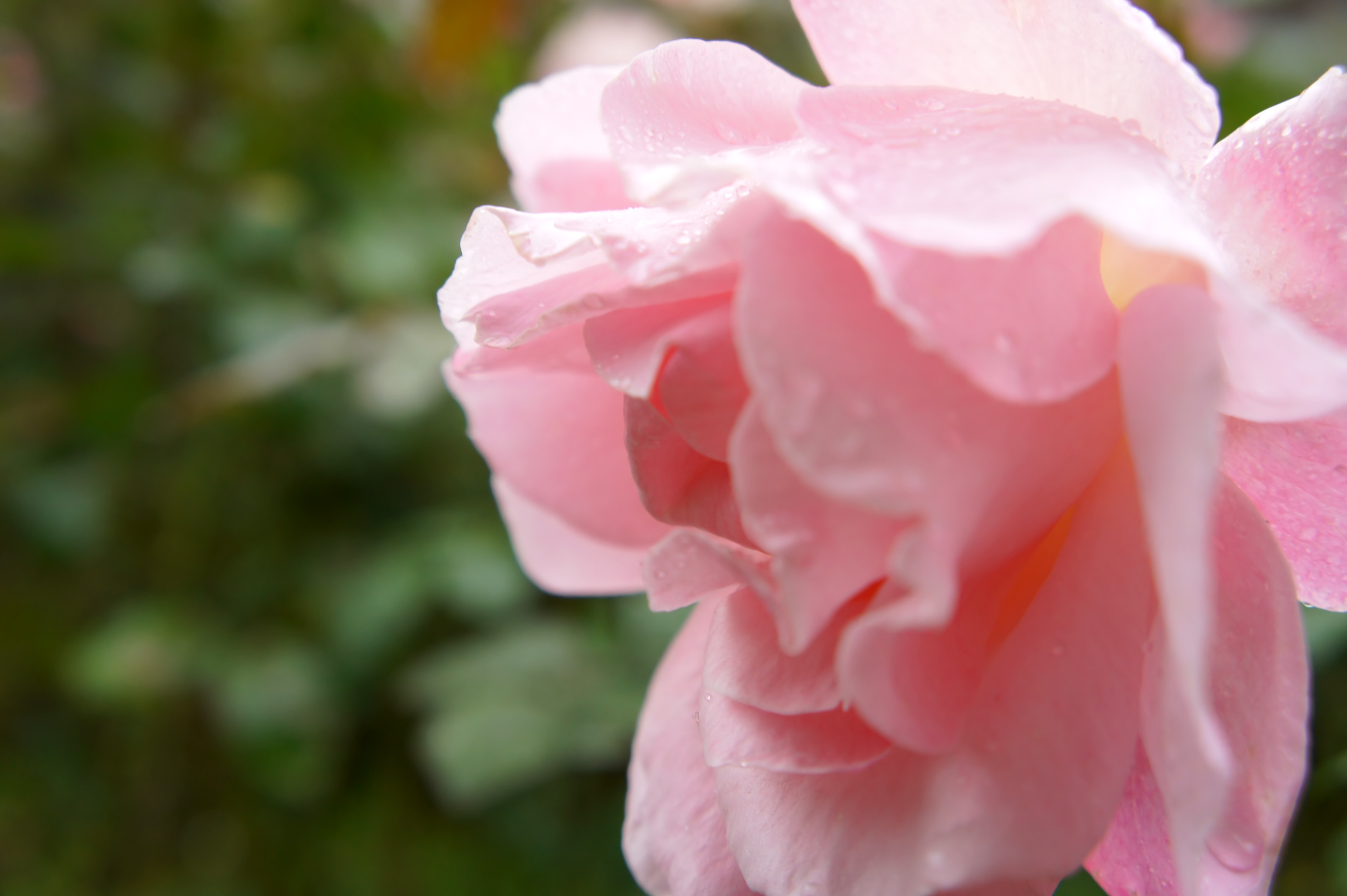SONY DSC