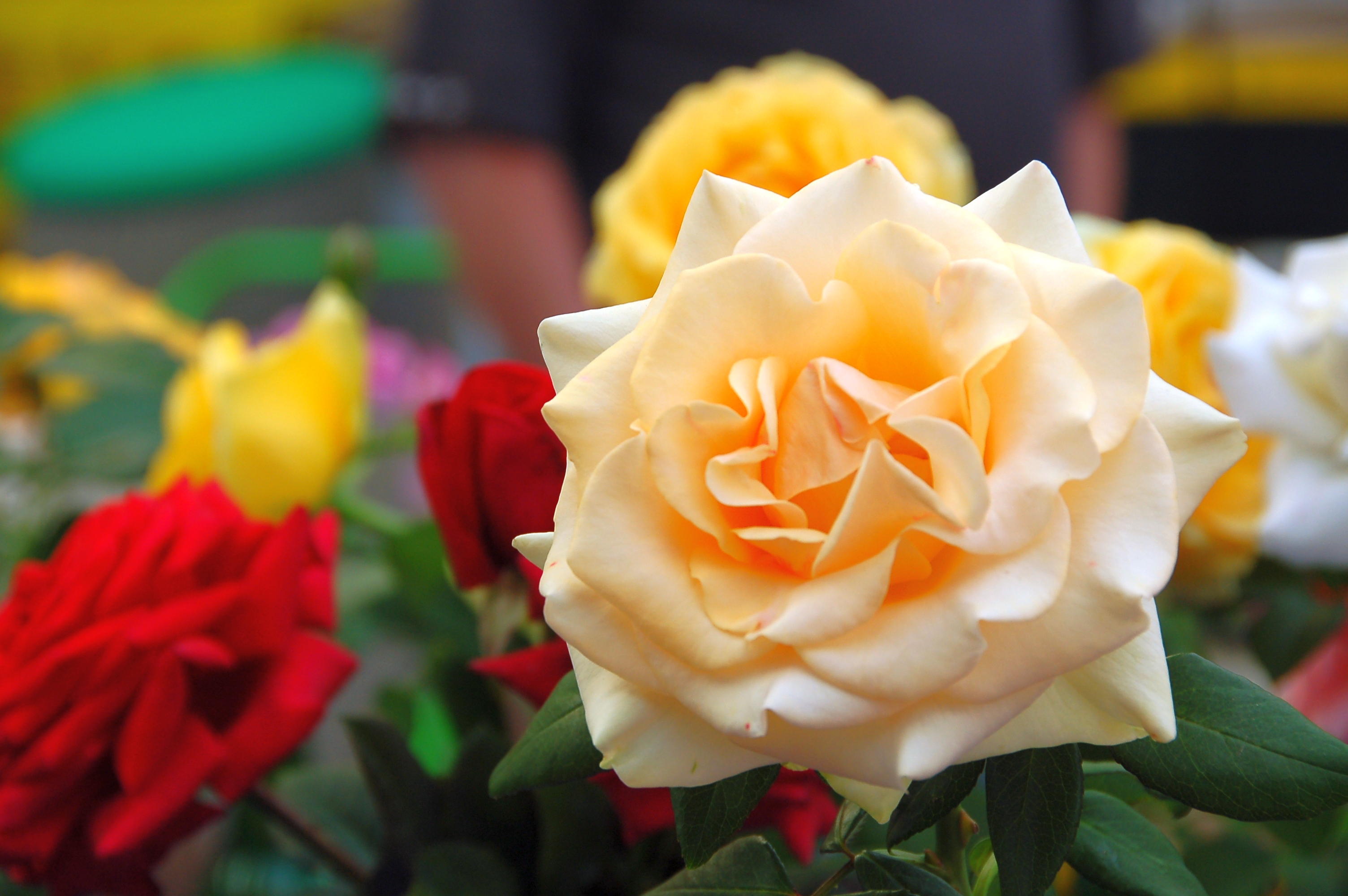 The__Marilyn_Monroe__rose_(8624096100)_(3)