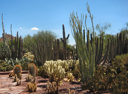 512px-Desert_Botanical_Gardens