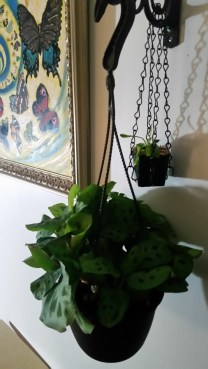 phoebe hanging plant