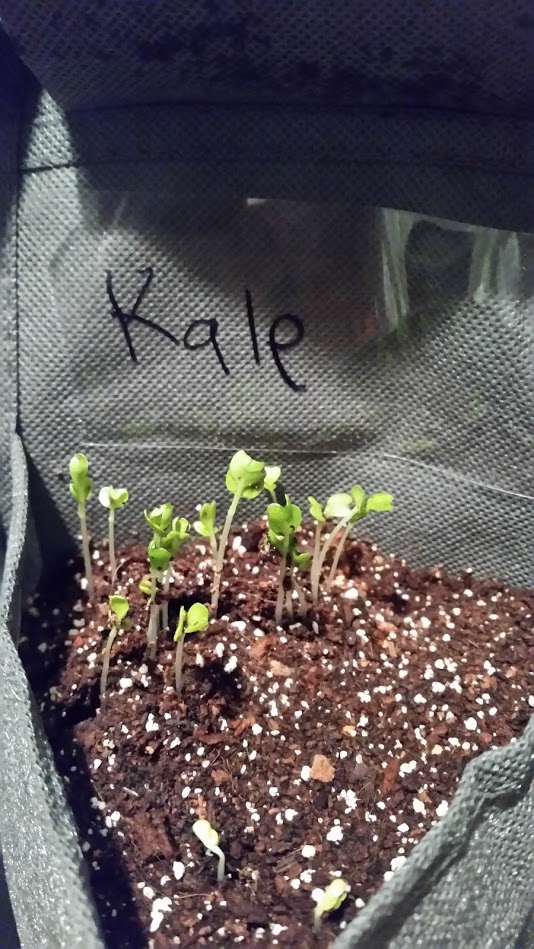 Phoebe kale